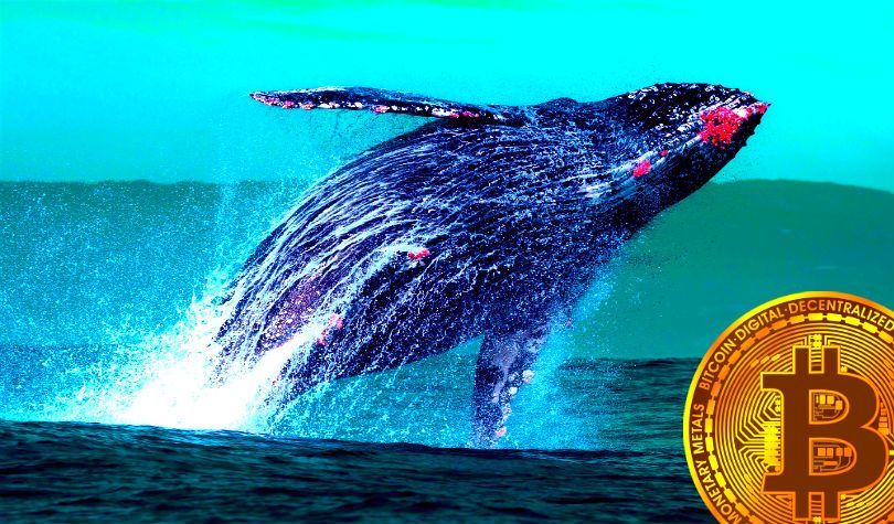 Whale 将价值 1.12 亿美元的以太币从一个加密钱包转移到另一个